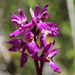 orchis mle 