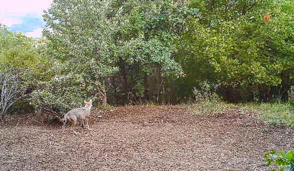  propos du loup