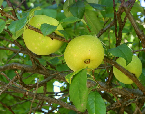 pommier du Japon