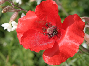 coquelicot