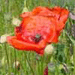 coquelicot