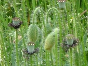 coquelicot