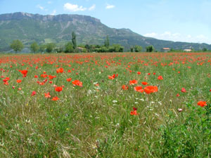 coquelicot