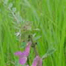 sainfoin esparcette