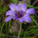 Cupidone catananche