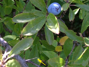 prunus