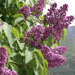 Lilas