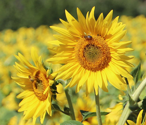 tournesol