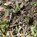 Erodium poilu