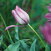 Tulipe de Guillestre