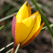 Tulipe australe