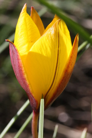 tulipe bota132