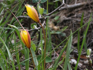 tulipe bota131