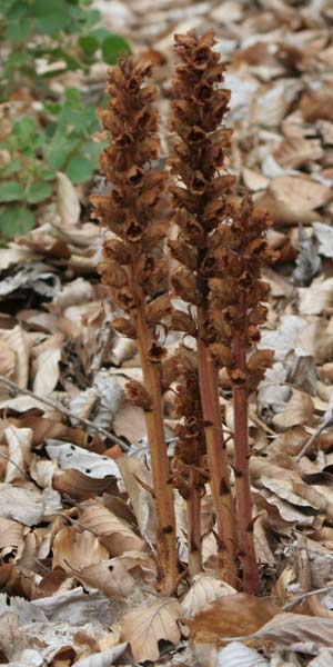 orobanche