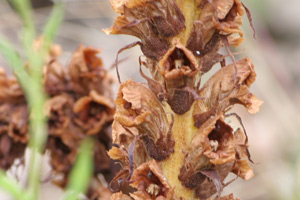 orobanche