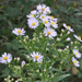 Aster de la nouvelle Belgique