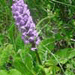 orchis moucheron