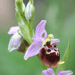 ophrys fausse bécasse