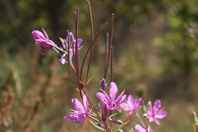 épilobe à feuilles de romarin