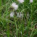 linaigrette  feuilles troites