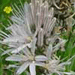 asphodèle blanc