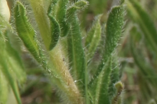 orcanette fastigiée