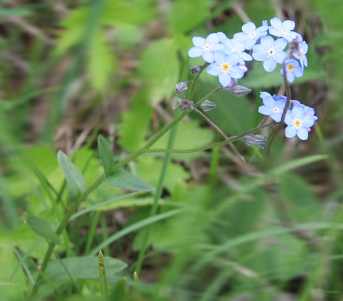 myosotis des forêts