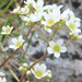 saxifrage panicule