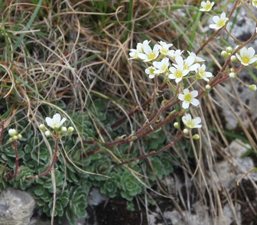saxifrage paniculée