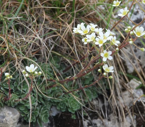 saxifrage panicule