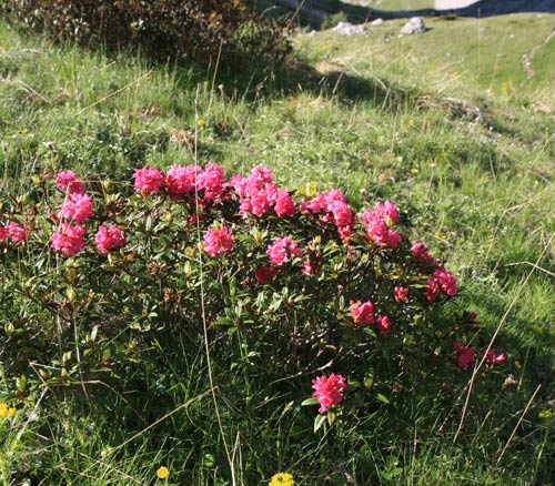 rhododendron ferrugineux