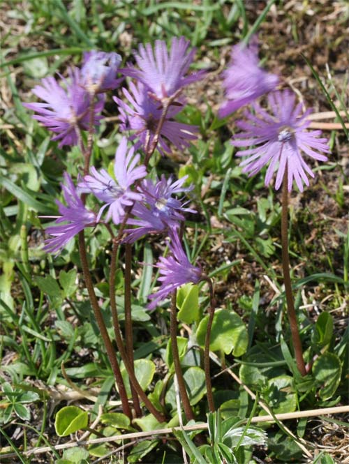 soldanelle des alpes