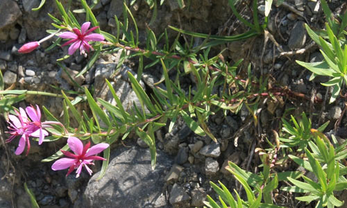 pilobe de Fleischer ou des moraines
