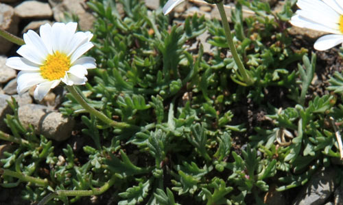 marguerite des Alpes