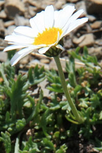 marguerite des Alpes