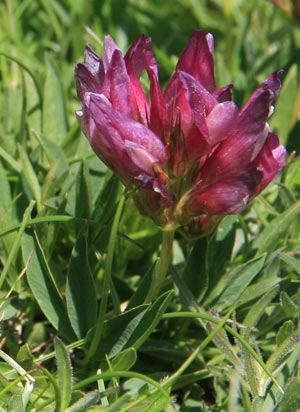 marguerite des Alpes