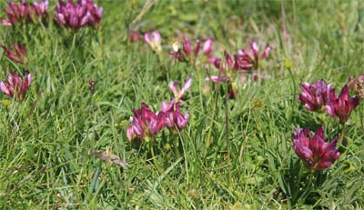 marguerite des Alpes