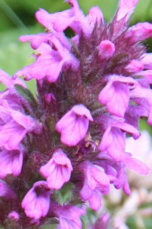bruyère