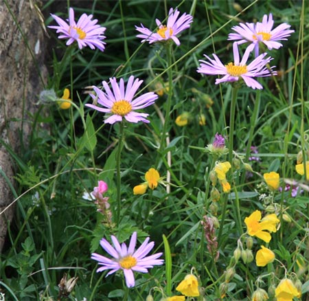 aster des Alpes