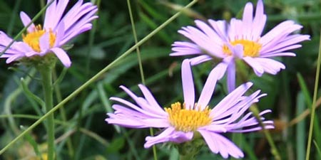 aster des Alpes