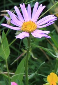 aster des Alpes