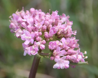 valriane