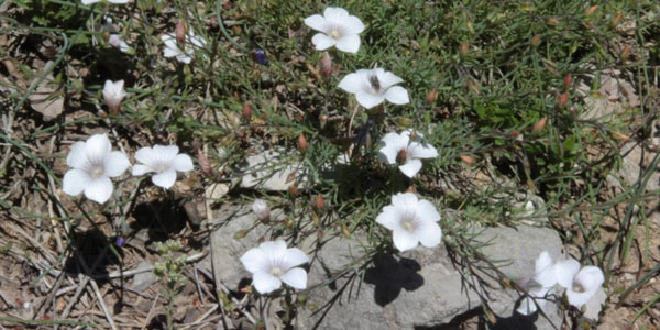 Lin  feuilles de Salsola