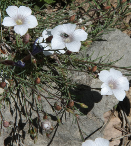 Lin  feuilles de Salsola