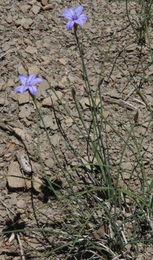 Lin  feuilles de Salsola