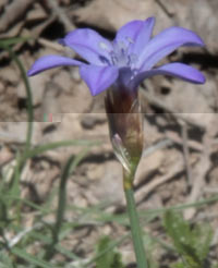 Lin  feuilles de Salsola