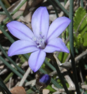 Lin  feuilles de Salsola