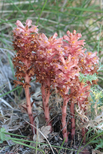 Orobanche