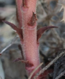 Orobanche