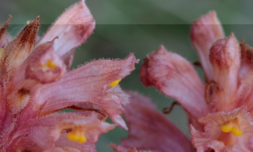 Orobanche